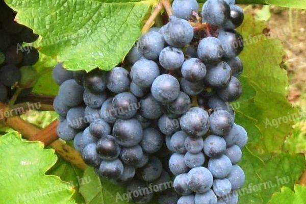 Cabernet sauvignon eladó kis és nagy tételben