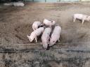 Weaned piglets for sale