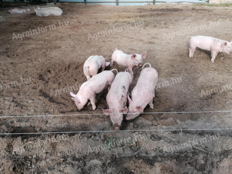 Ausgewähltes Ferkel zum Verkauf