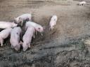 Weaned piglets for sale