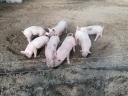 Weaned piglets for sale