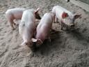 Weaned piglets for sale