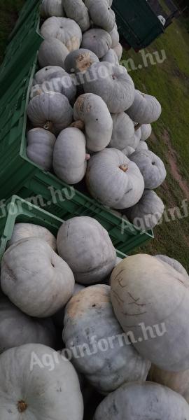 Nagydobos pumpkins for sale