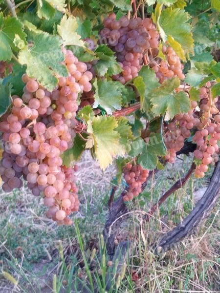 Spicy vineyard in Cserszeg