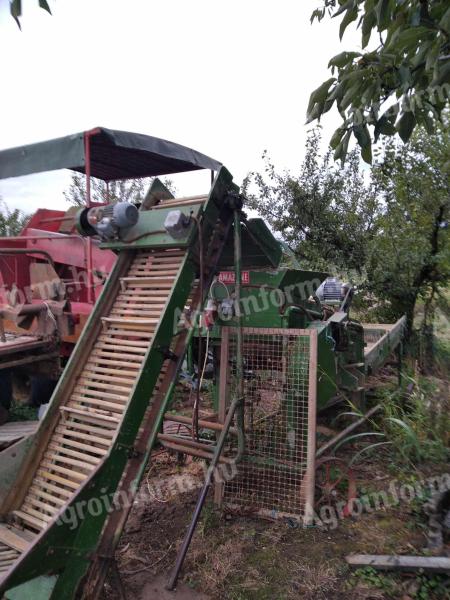 Potato sorting machine with applicator belt