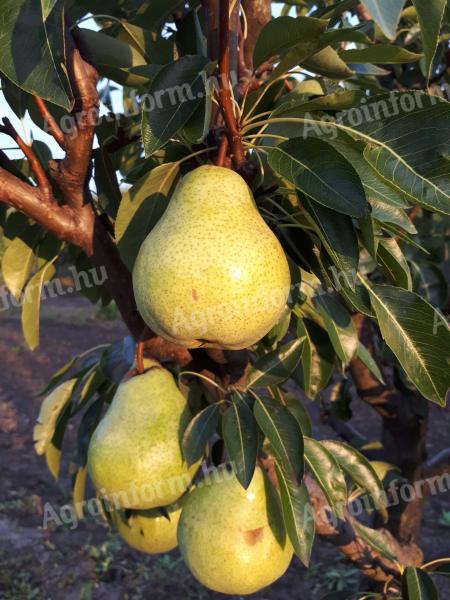 Pears for sale