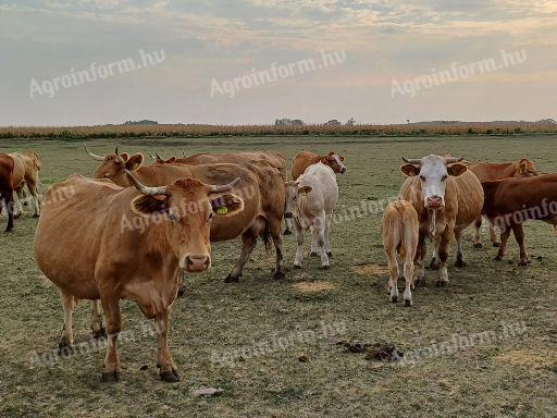 Stoc de carne