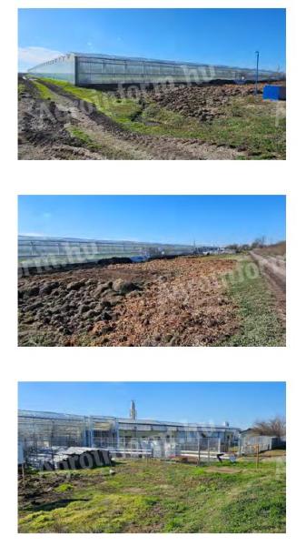 Csongrád county horticulture for sale