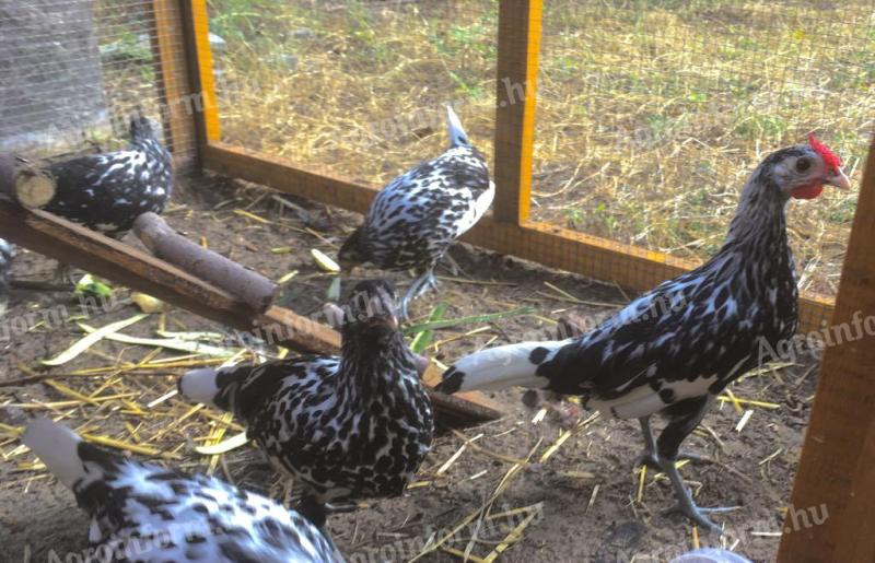 Hamburger Huhn, Huhn, Hahn, Junghenne