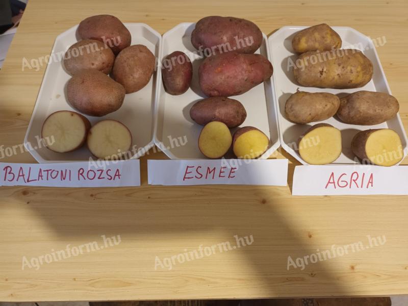 Potatoes for sale in small and large lots