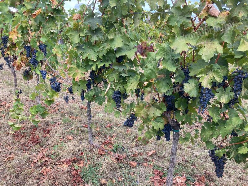 Cabernet Sauvignon/Frank z Aszófő s bio certifikáciou 1200 kg