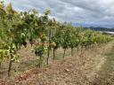 Cabernet Sauvignon/Frank din Aszófő cu certificare ecologică 1200 kg