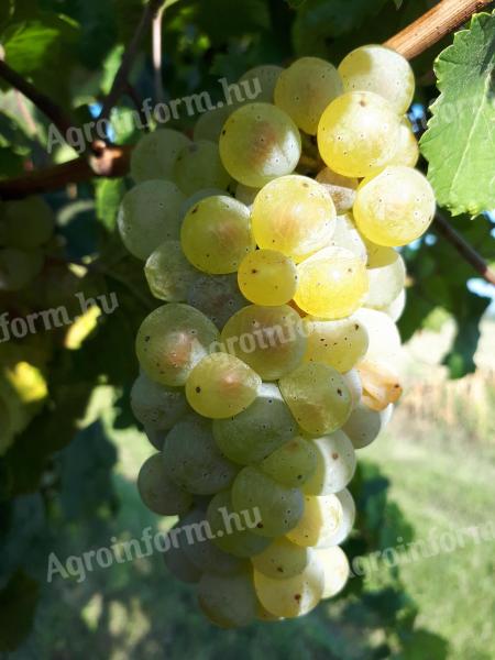 Rhine Riesling for sale