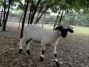 Wallisi lambs and rams for sale