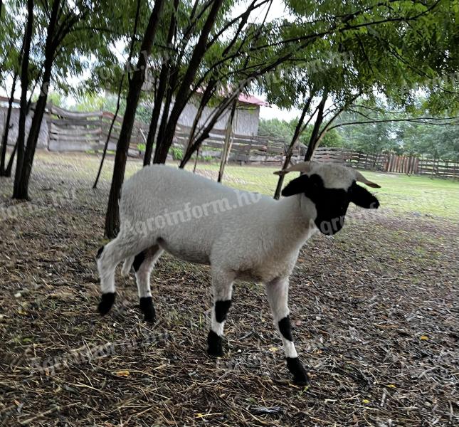 Wallisi lambs and rams for sale