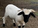 Wallisi lambs and rams for sale