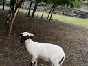 Wallisi lambs and rams for sale