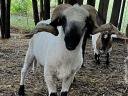 Wallisi lambs and rams for sale