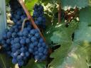 Blue Franc grapes