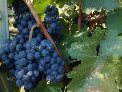 Winogrona Blue Franc