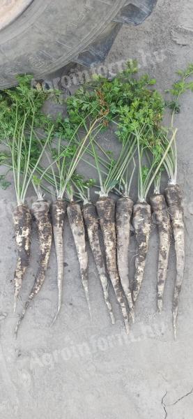 Parsley roots for sale