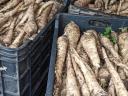 Parsley roots for sale