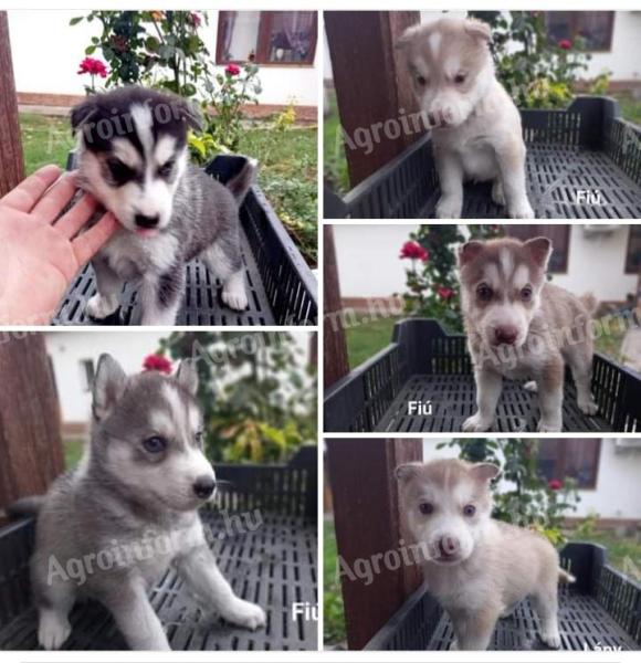 Postava husky zadarmo