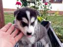 Postava husky zadarmo