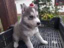 Husky caracter pentru drum liber