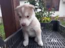 Postava husky zadarmo