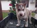 Husky caracter pentru drum liber