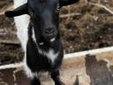 Parlagi goat for sale