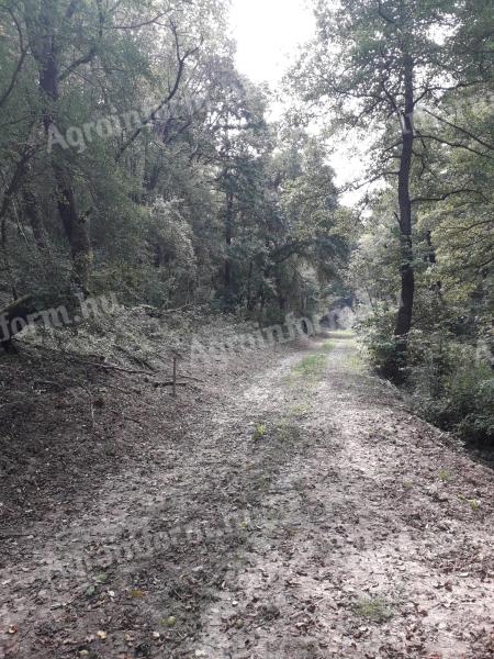 100 Hektar teilweise abgeholzter Wald zum Verkauf im Kreis Baranya