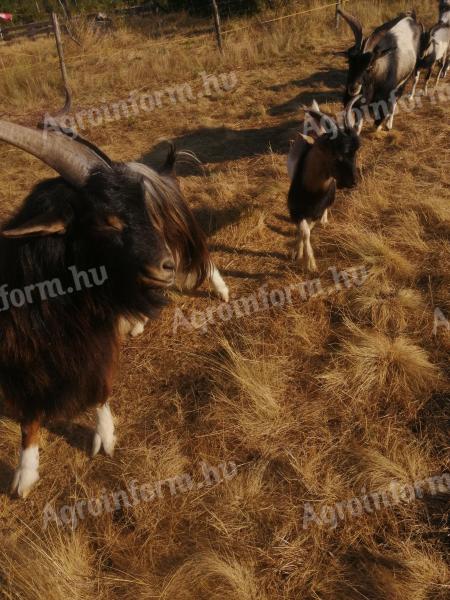 Looking for new owners for my billy goats