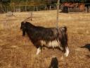 Looking for new owners for my billy goats