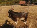 Looking for new owners for my billy goats