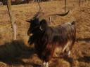 Looking for new owners for my billy goats