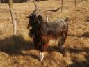 Looking for new owners for my billy goats