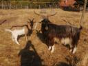 Looking for new owners for my billy goats