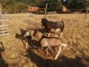 Looking for new owners for my billy goats