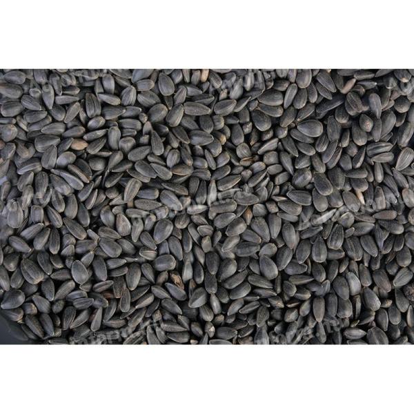 Black sunflowers for sale from producer