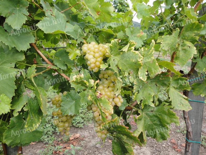 STRUGURI DE VIN CHARDONNAY PENTRU BRANDY DE VÂNZARE