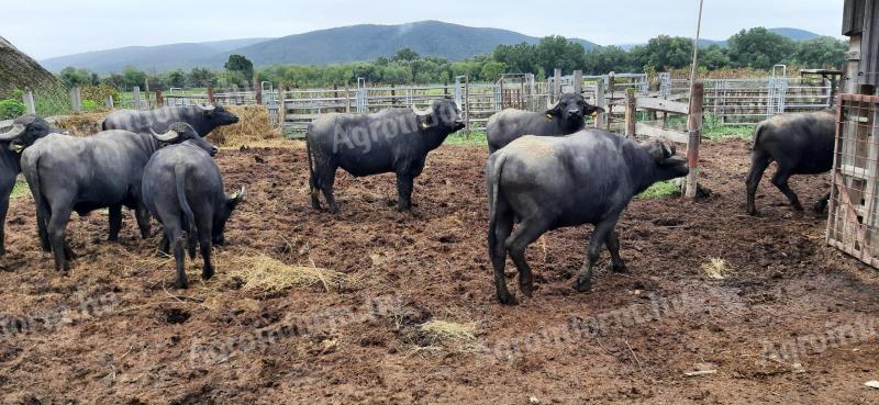 Fattening bulls for sale