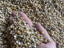 Pea wheat for sale from producer