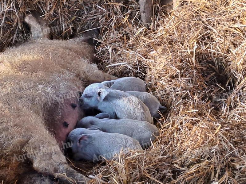 Purebred, blonde piglets of choice for sale