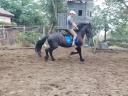 Frisian gelding