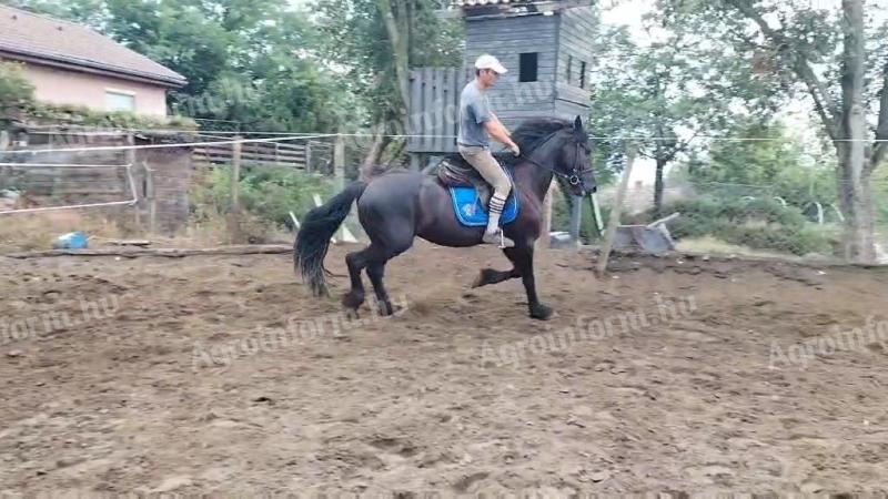 Frisian gelding