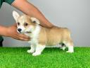 Pedigree pembroke welsh corgi catelus