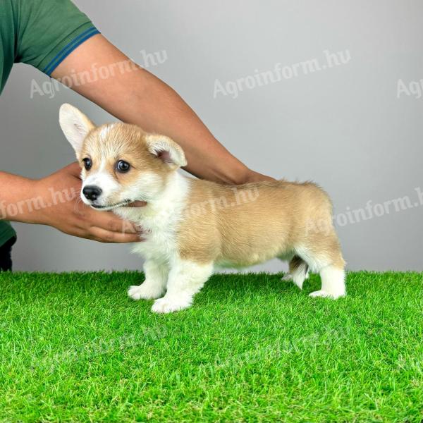 Pedigree pembroke welsh corgi puppy