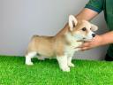 Šteniatko Pembroke Welsh Corgi s rodokmeňom